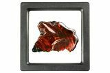 Iridescent Ammolite (Fossil Ammonite Shell) - Fiery Red #310352-1